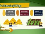 ข้าวไทย วิจัยพ้นวิกฤต ตอนที่ 7 ข้าวไร่ เพื่อเกษตรกรไทยบนพื้นที่สูง