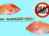 SciFind ตอน ปลาทับทิม ไม่ใช่ปลา GMO จริงหรือ