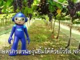 พลังวิทย์ คิดเพื่อคนไทย ตอน เกษตรกรสวนองุ่นยิ้มได้ด้วยไวรัส NPV